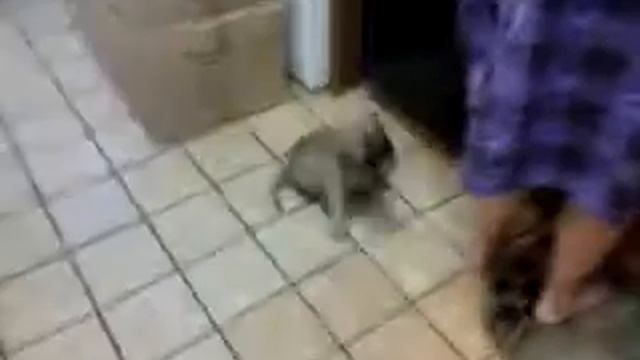 Bullmastiff pup Wyatt's ready for his breakfast смотреть онлайн