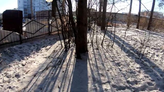 Белогорск. Синицы, поползень, голуби, только белок не покормили в этот раз с рук. Городской парк. смотреть онлайн