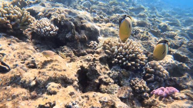 Подводный мир Египта, Шарм-эш-Шейх смотреть онлайн
