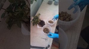 Роза кордана обрезка и пересадка