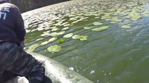 Рыбалка на леща мордушками,катисками в Карелии | Проверяем сразу шесть вершей на леща