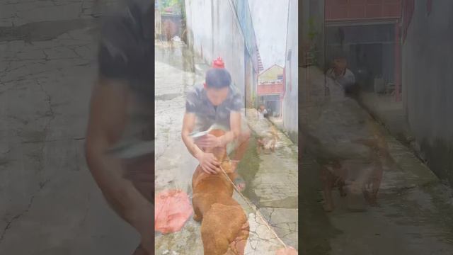 Don't abandon your dog 🥹❤️🐕#poordog #dogandcat #loveanimals #pet #short #viral смотреть онлайн