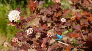 Пузыреплодник калинолистный Диабл Д'ор ? обзор: как сажать, саженцы пузыреплодника Диабл Д'ор