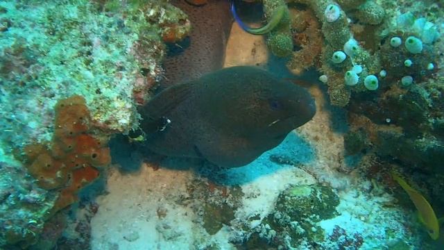 Giant Moray (Gymnothorax javanicus) смотреть онлайн