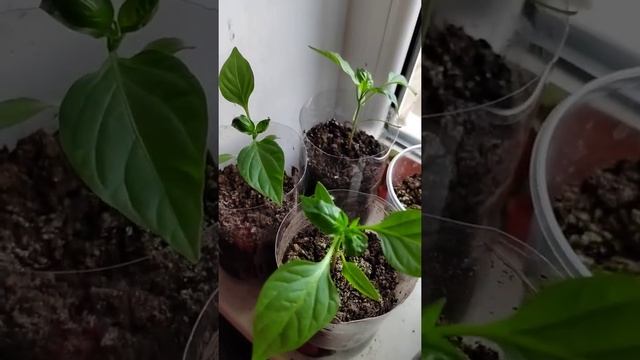 3 причины почему скручиваются листья у рассады перца смотреть онлайн