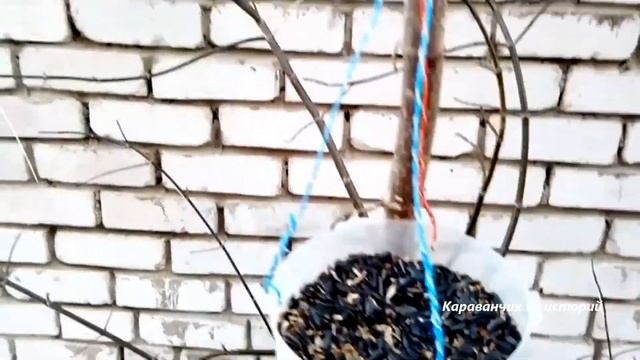 1. Кот, который гулял сам по себе. Самара. смотреть онлайн