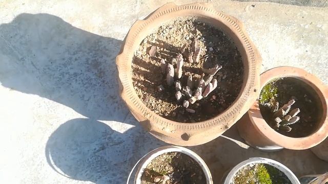 Growing Chongan/Caralluma Fimbriata/Pamanki in Containers on Terrace/Medicinal Plants смотреть онлайн