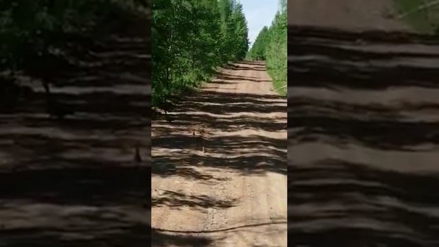 Самка глухаря и птинцы. смотреть онлайн