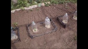 Пластмассовые ящики. Как их можно применить на даче?