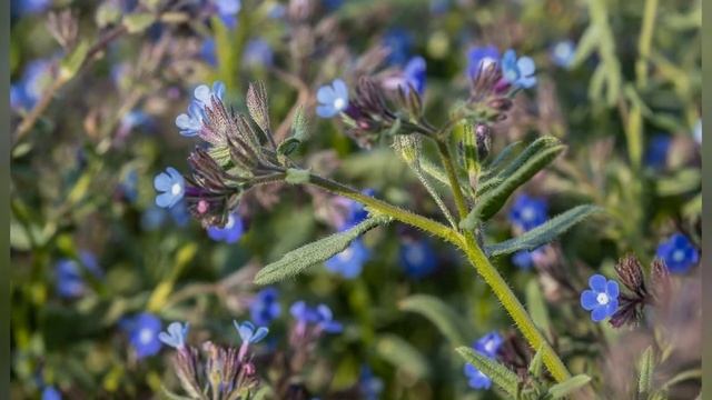 АНХУЗА,  ВОЛОВИК (ANCHUSA)