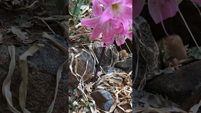 The Belladonna Lily: a floral representation of the Death card смотреть онлайн