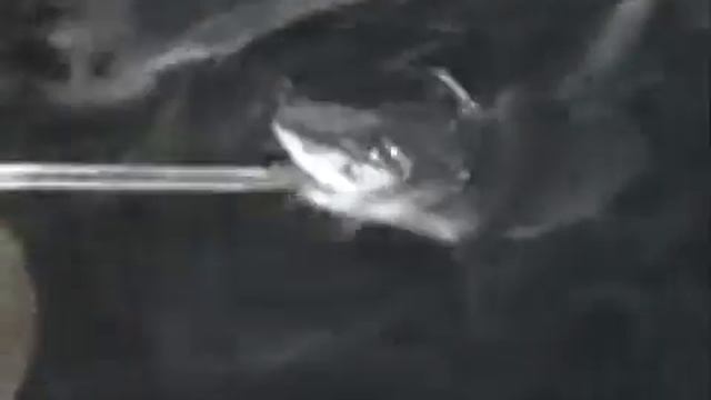 Alimentacin De Tiburn Tigre Galeocerdo Cuvier