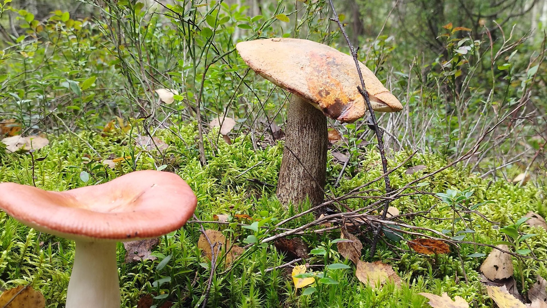 Грибная вечерняя пятиминутка. смотреть онлайн