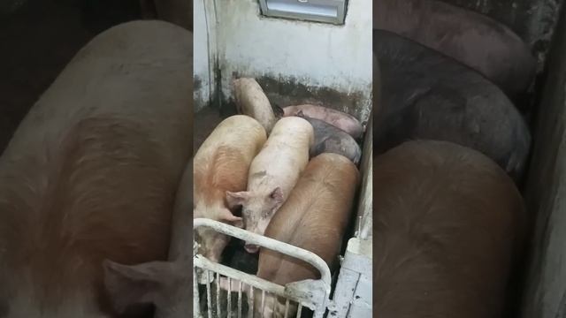 новый сарай для свиней смотреть онлайн