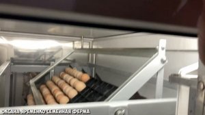 ТЕСТ-ДРАЙВ / Инкубатора Стимул 1000М1-У / Совместная закладка курицы, утки и гуся!?