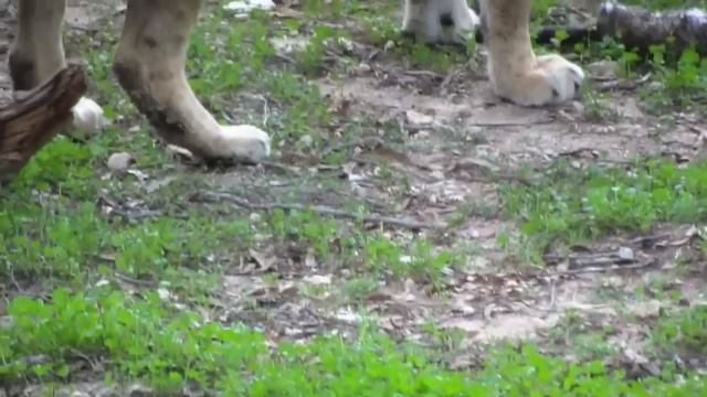 Lion Eats Cat смотреть онлайн