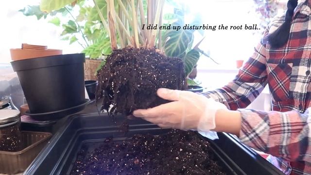 RESCUING & REPOTTING MY GEOPPERTIA "CALATHEA" ZEBRINA PLANT + UPDATE | Myra Murison смотреть онлайн