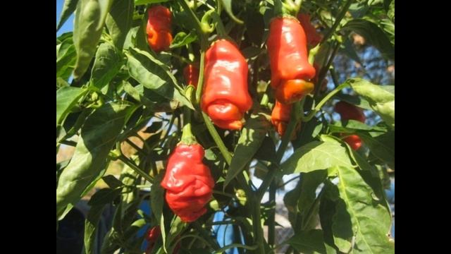 Горький перец. Такие его сорта Вы еще не выращивали... смотреть онлайн
