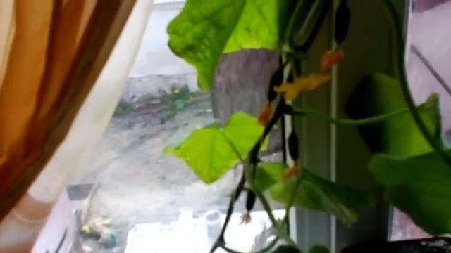Обзор: огурцы на подоконнике( часть 2) смотреть онлайн