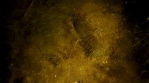 #1 Ночная Ловля Раков Руками на Реке Волге