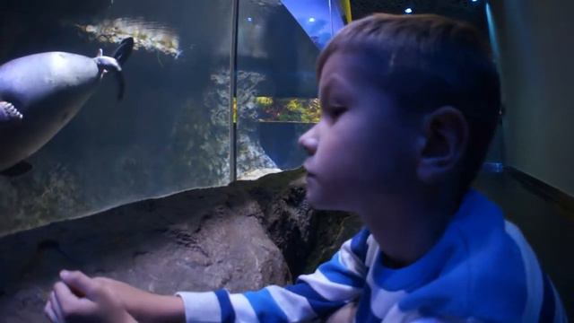 Прогулка по океанариуму. В Крокус Сити. смотреть онлайн