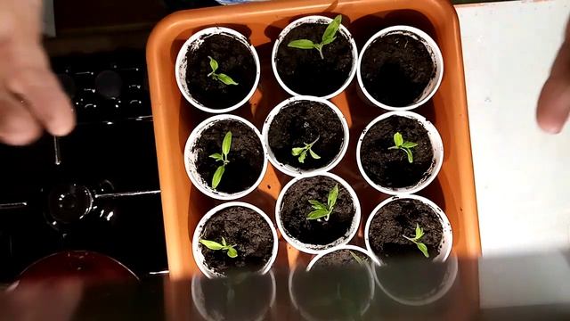 Пикировка томатов (помидоров). смотреть онлайн