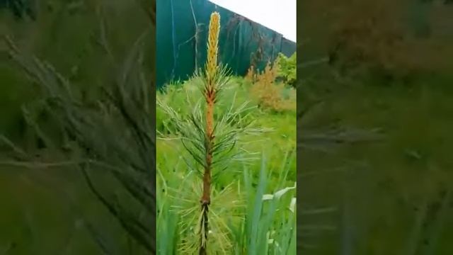 Как формировать КЕДР на даче?