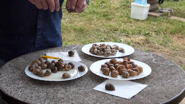 За охлюви по бургундски в Жиленци - Кюстендилско. Всичко за охлювите и тяхното приготвяне. Част 1-в смотреть онлайн