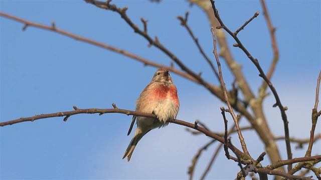 Семья Коноплянок смотреть онлайн