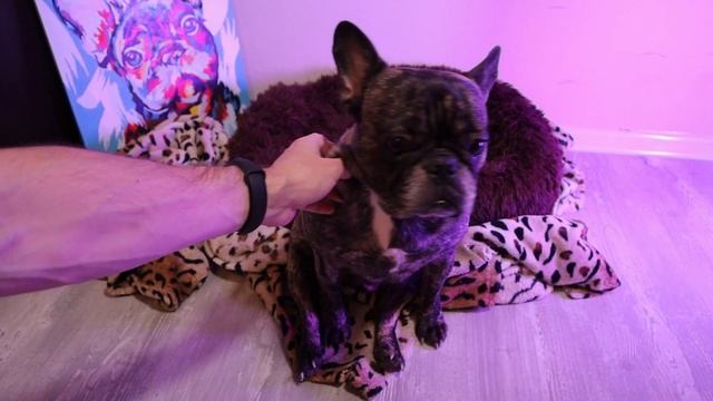 Почему у ФРАНЦУЗСКОГО бульдога вываливается язык