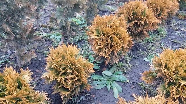 Туя західна сорт Даніка Ауреа смотреть онлайн