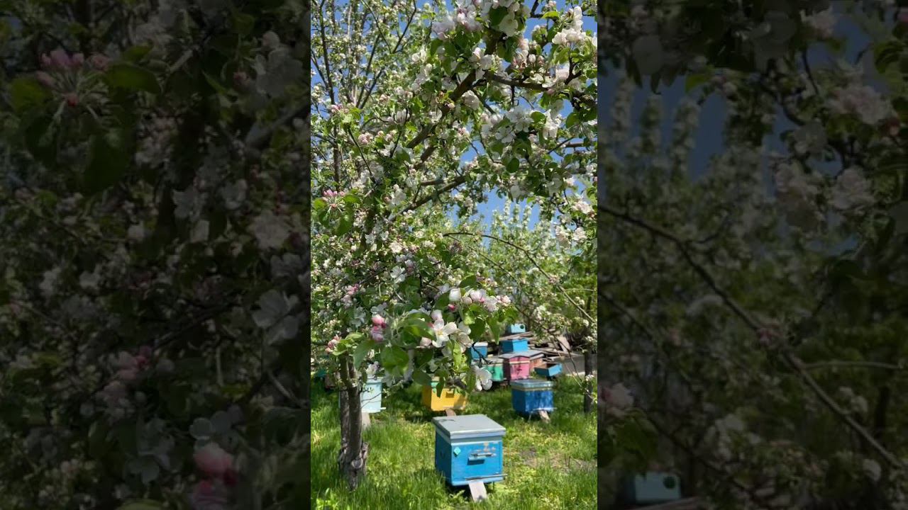 Пасека / Яблоневый цвет / Весна смотреть онлайн