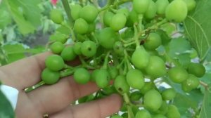 Обязательно обработайте виноград от серой гнили.
