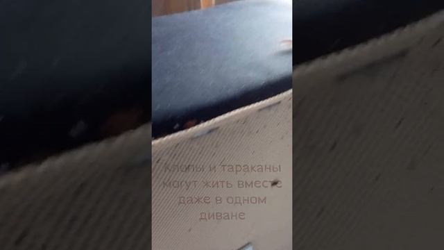 Клопы и тараканы в одном диване #shorts смотреть онлайн