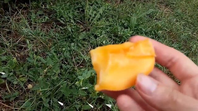 Персик сорт Вайн Голд/Vine Gold (Т3) первое плодоношение смотреть онлайн