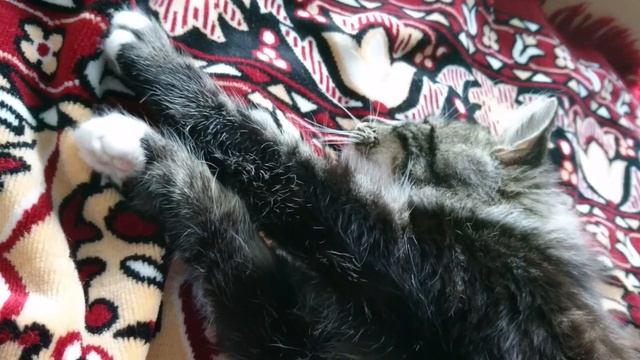 Lullaby, sleeping cat, deep sleep / Колыбельная, спящий кот, крепкий сон