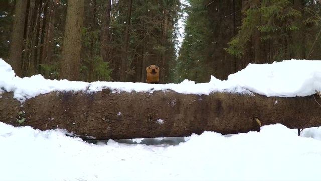 всё о Цвергпинчерах смотреть онлайн