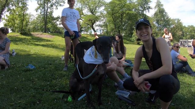 Great Global Greyhound Walk 2019   NYC