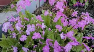 Примула Зибольда.Японская селекция.