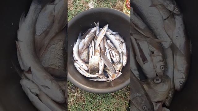 Camping and catching a snake, A SNAKE... смотреть онлайн