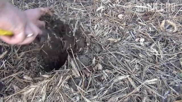 Ручной посадочный совок смотреть онлайн