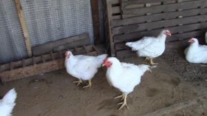 ПОЧЕМУ ХРИПЯТ, ЧИХАЮТ И КАШЛЯЮТ БРОЙЛЕРЫ. ЧТО ДЕЛАТЬ?