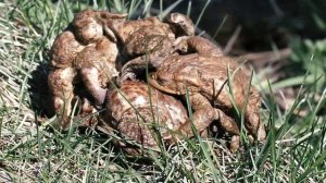 Лягушки спариваются. Веселая свадьба. Frogs mate