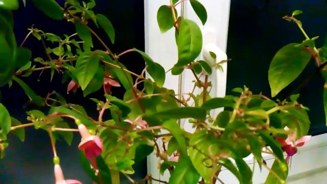 Сюрприз от мурайи и гибискуса в октябре смотреть онлайн