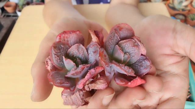 Unboxing Korean Succulent Mail! I Just Got My NEW FAVORITE Echeveria #PlantVlog013 смотреть онлайн