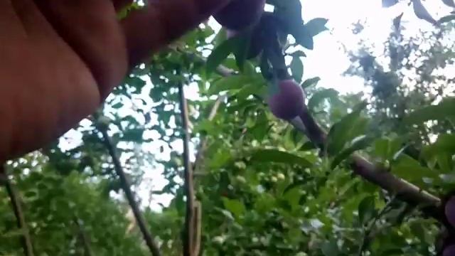 Алыча гибридная сорт Машенька смотреть онлайн