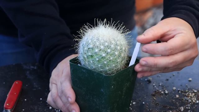 HUGE Succulent Unboxing! 😳🌵😍 // Garden Answer смотреть онлайн