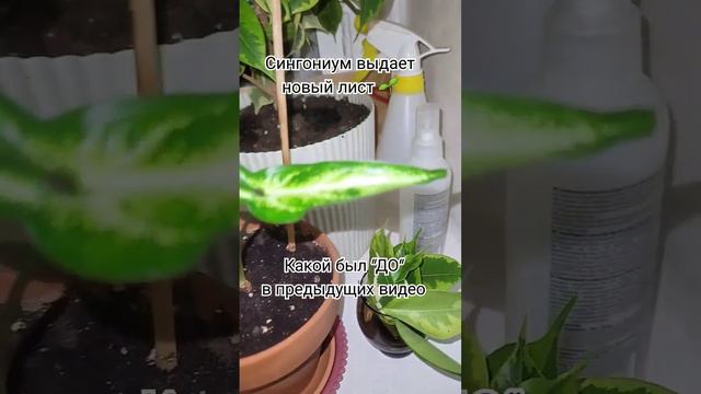Мой сингониум ещё радует меня новыми листиками 🤗 смотреть онлайн