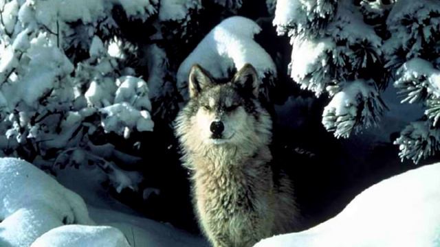 Аскер Седой - "Волчья доля" смотреть онлайн