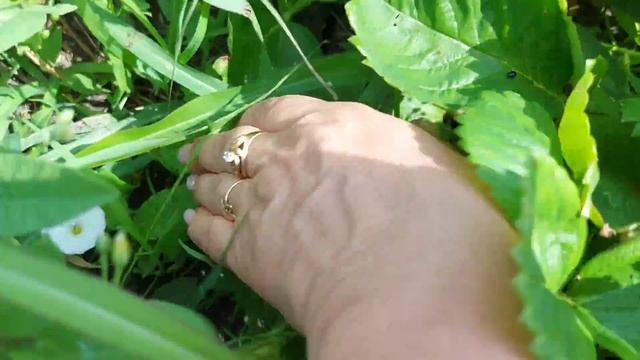 Сбор клубники\\ Подарок для кумули смотреть онлайн